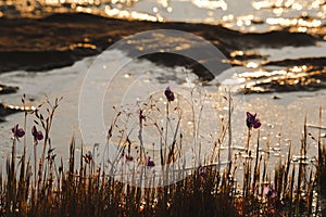 Utricularia delphinioides Is an insectivorous plant