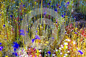 Utricularia delphinoides flower beautiful with background