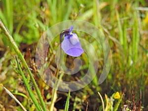 Utricularia Purpurascens