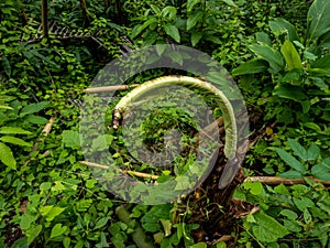 Uttaradit Province, Thailand - July, 24, 2023 : Scenic of Nature at Phu Soi Dao National Park, north of Thailand.