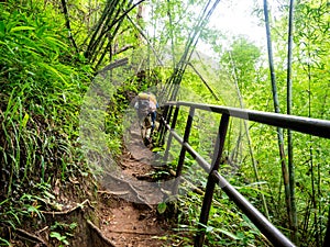 Uttaradit Province, Thailand - July, 24, 2023 : Trekking along the way of Phu Soi Dao National Park, north of Thailand.