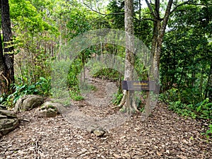 Uttaradit Province, Thailand - July, 24, 2023 : Trekking along the way of Phu Soi Dao National Park, north of Thailand.