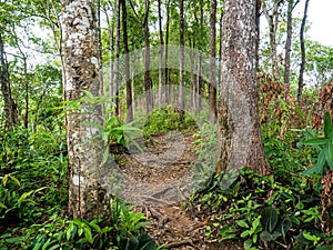 Uttaradit Province, Thailand - July, 24, 2023 : view along the way of Phu Soi Dao National Park, north of Thailand.