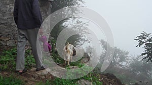 Uttarakhand, India, as a local man tends to his sheep and goat herd amidst the serene fog. Authentic stock footage capturing the