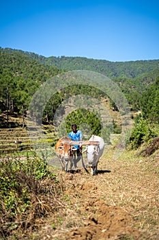 Uttarakhand, India, November 13 2021:- An Indian farmer ploughing the field with his bulls, a farmer resident of the mountains.