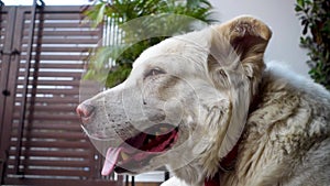 Uttarakhand\'s Gaddi Dog, a White Himalayan Shepherd panting to cool itself off. India