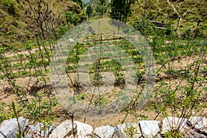 Uttarakhand\'s hillside apple orchards in Tehri Garhwal, featuring advanced farming techniques. Explore technical cultivation