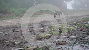 Uttarakhand\'s winter mystique: Cinematic shot of a black stray puppy wandering in fog. India