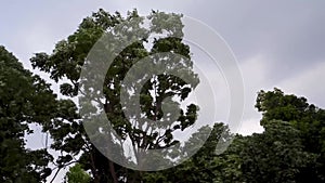 Uttarakhand Storm: Intense Winds Thrashing Trees in India