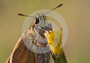 Ãâutterfly on the flower