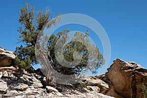 Utuah juniper tree growing out of sandstone on the trail to Window Arch in the Colorado National Monument