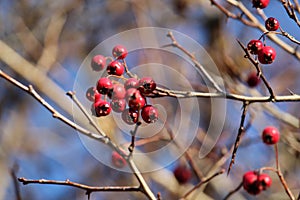 ÃÂutumn fruits in the wild. photo