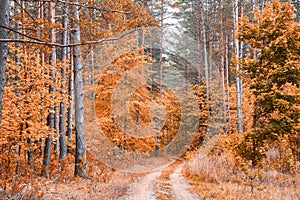 Utumn landscape. Autumn day in picturesque forest. Fall background. Fall nature. Trees with beautiful leaves in forest