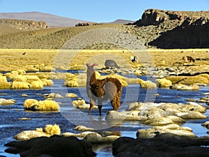 Uturunku volcano, Altiplano, Bolivia. photo