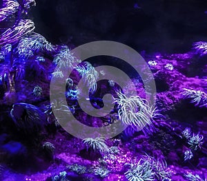 UV light black light Coral reef