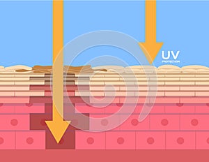 Uv protection , ultraviolet comparison photo