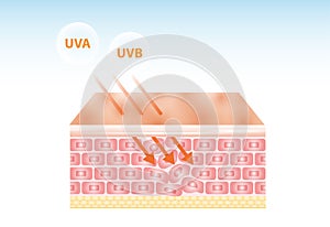 UV reflection skin after protection vector design