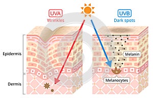 UVA and uvb radiation penetrate into the skin. beauty and health care