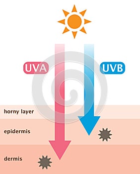 UVA and UVB radiation penetrate into the skin photo