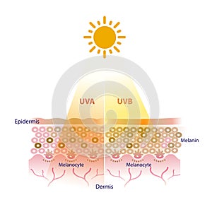 UVA and UVB rays penetrate into the skin layer vector.