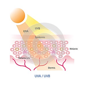 UVA and uvb on skin layer . photo