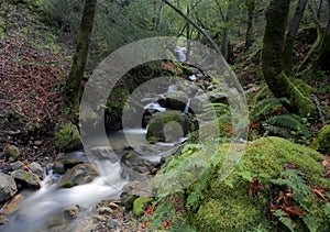 Uvas Canyon Cascading Waterfall