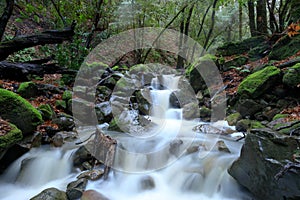 Uvas Canyon waterfalls gushing after heavy rains