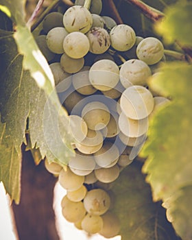 bunch of grapes on the vine photo