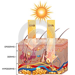 UVB and UVA radiation