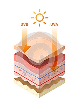 Uvb uva rays from sun penetrate into epidermis of skin cross-section of human skin layers structure skincare medical