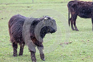 Uvenile black highland cow standing in the pasture, portrait of a young bovine