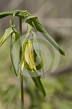 Uvularia grandiflora close up