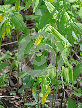 Uvularia sessilifolia, Sessile Bellwort