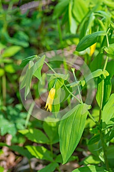 Uvularia sessilifolia, Sessile Bellwort