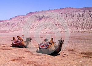 Uygur Xinjiang Tulufan Flaming Mountains Turpan Hot Taklamakan Desert Camels China Nature Outdoor Sand Dune Fresh Air Recreation