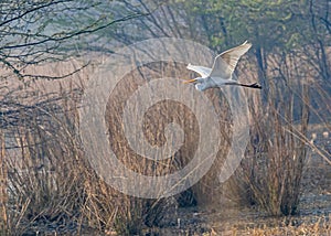 A V flight by great egret