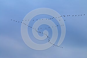 V-formation of flying cranes in autumn, Vorpommersche Boddenlandschaft, Germany photo