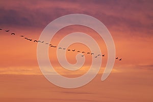 V-formation of flying cranes in orange sky, Vorpommersche Boddenlandschaft, Germany photo