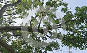 V iew of tree's branches and leaves at the park photo