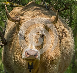 The Vaca Marinera cow race