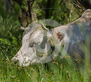 The Vaca Marinera cow race photo