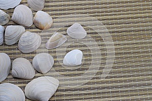 Vacaciones, seashells lie on the beach cover photo