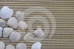 Vacaciones, seashells lie on the beach cover photo