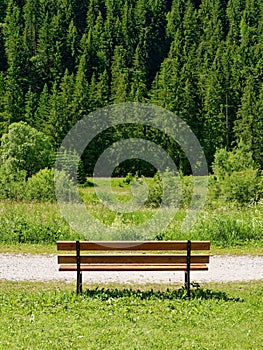 Vacant bench in the park in summer back view