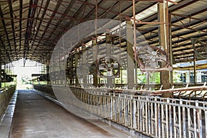 Vacant factory building of a professional dairy farming base