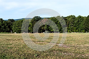 Vacant land with trees and rock wall