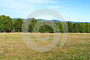 Vacant land with trees and rock wall