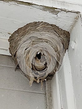 Vacant paper wasp nest on structure 01