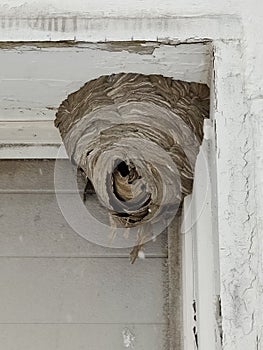 Vacant paper wasp nest on structure 02