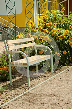 A vacant tree bench and bright blooming sunflowers on the background of the house behind